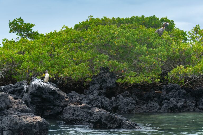 Best places to visit in Ecuador including the Galápagos Islands and Quito attractions