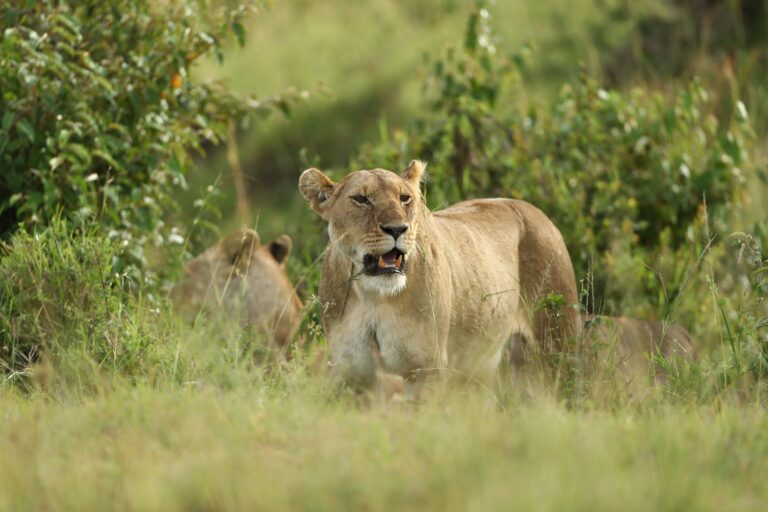 Best places to visit in Kenya showcasing Maasai Mara safaris, Nairobi and Kenya's wildlife attractions
