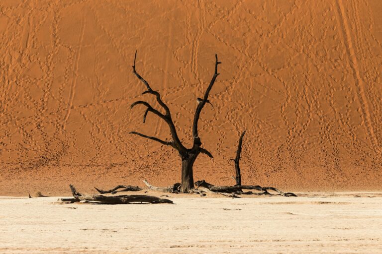 Top places to visit in Namibia including Deadvlei, Etosha National Park and desert landscapes