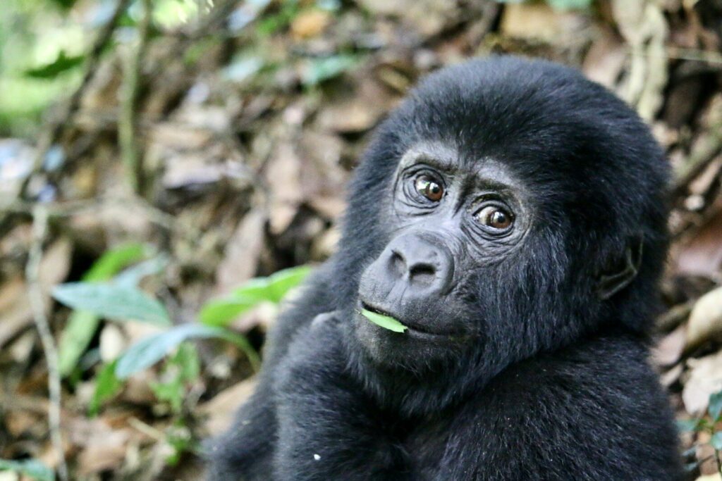 a black gorilla sitting on top of a pile of leaves