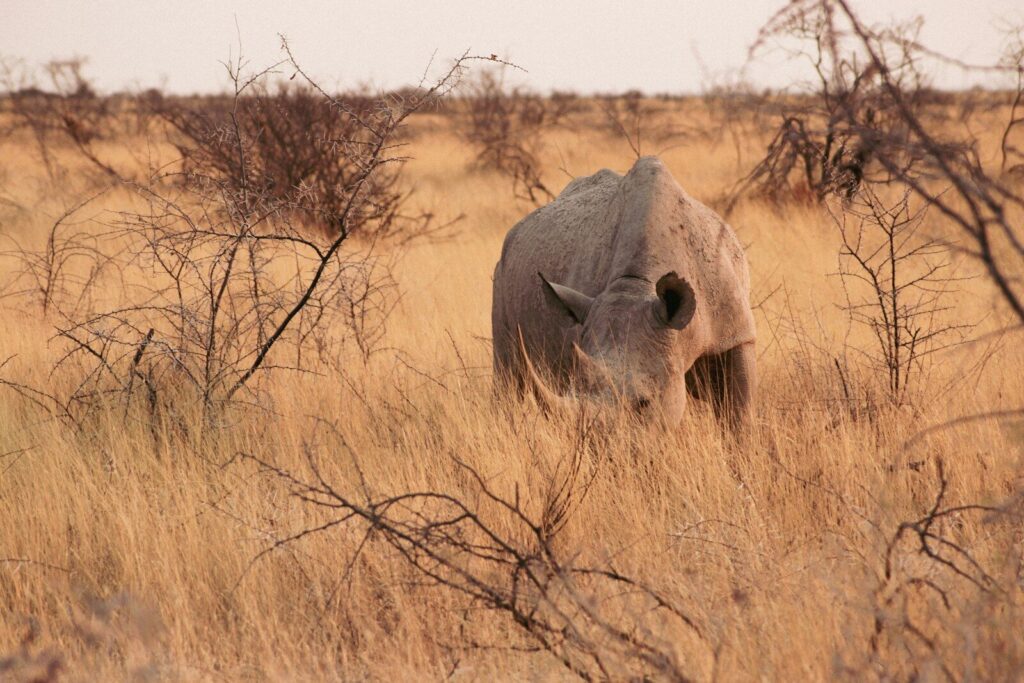 a rhinoceros in a field