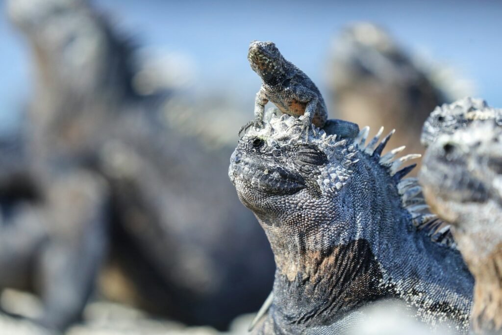 A close up of a group of marine animals