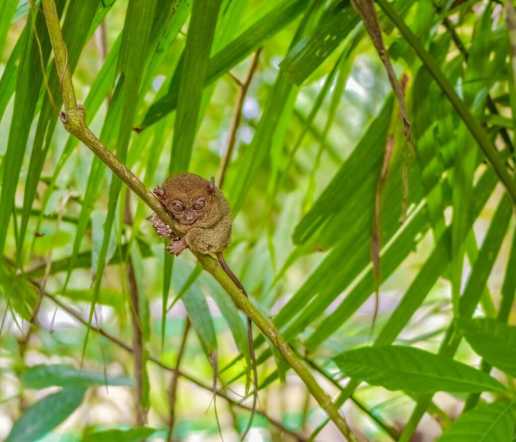 brown tarsier perched on branch