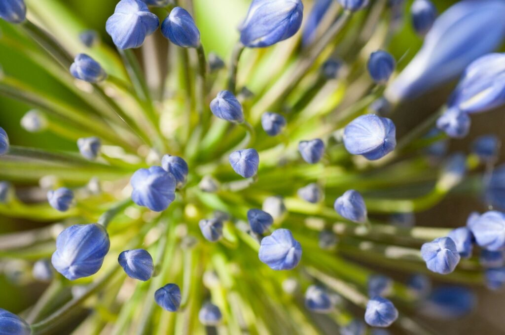 a close up view of a blue flower