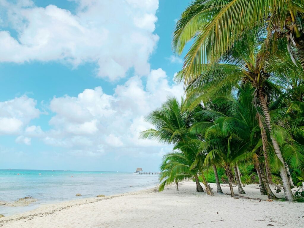 a beach with palm trees and the ocean in the background