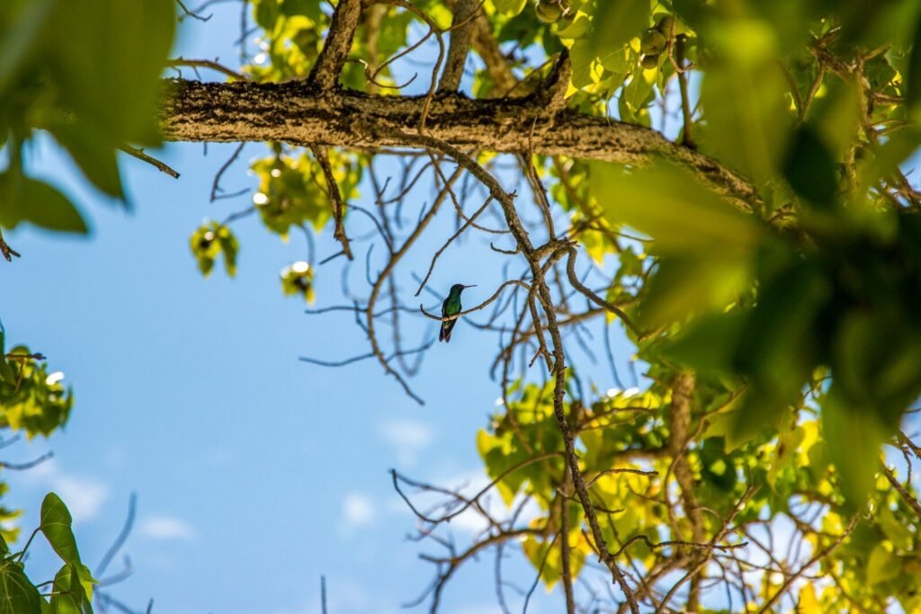 a group of insects on a tree