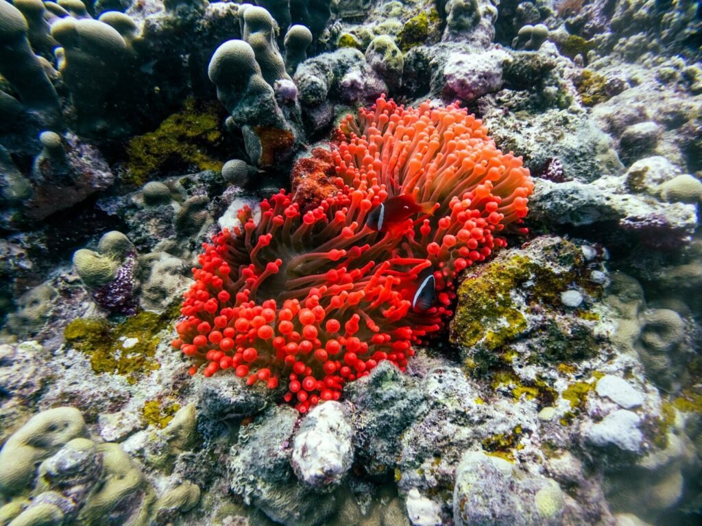 A red sea anemone on a coral reef